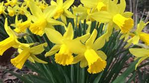 You are currently viewing Daffodil Day 2020